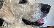 Donald participe au concours pour gagner de l'argent avec cette photo : dog, golden_retriever, pet, animal, indoor, close_up, portrait, tongue_out, happy, fur, nose, canine, domestic_animal, mammal, wooden_floor, wall_art, house, companion, cute, friendly