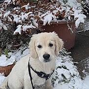 Donald participe au concours pour gagner de l'argent avec cette photo : dog, puppy, golden_retriever, snow, leash, plants, flower_pot, garden, outdoor, winter, pet, animal, fur, face, cute, sitting, nature, cold, background, pavement