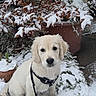 dog, puppy, golden_retriever, snow, leash, plants, flower_pot, garden, outdoor, winter, pet, animal, fur, face, cute, sitting, nature, cold, background, pavement