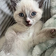 Pickles is registered to the contest to win money with this photo: animal, blanket, blue_eyes, cat, closeup, cozy, curious, cute, ears, fur, indoor, kitten, paw, pet, plush, resting, soft, surprised, whiskers, young