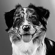 Vic participe au concours pour gagner de l'argent avec cette photo : animal, background, black_and_white, canine, close_up, cute, detailed, dog, ears, expression, face, friendly, fur, happy, nose, pet, portrait, smiling, studio, tongue_out