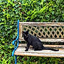 Yoa participe au concours pour gagner de l'argent avec cette photo : black_cat, bench, wooden_bench, blue_metal, ivy, greenery, foliage, outdoor, animal, pet, sitting, nature, garden, plant, leaves, wildlife, cute, fur, alert, daylight