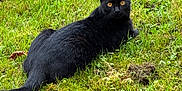 Yoa participe au concours pour gagner de l'argent avec cette photo : cat, black_cat, outdoor, grass, greenery, animal, pet, nature, feline, lying_down, alert, fur, wildlife, eyes, mammal, whiskers, leaf, plant, relaxing, daylight