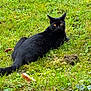 cat, black_cat, outdoor, grass, greenery, animal, pet, nature, feline, lying_down, alert, fur, wildlife, eyes, mammal, whiskers, leaf, plant, relaxing, daylight
