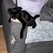 Yoa a rejoint le concours — aidez-le/la à gagner de superbes lots ! black_cat, cat, couch, furniture, blanket, indoor, pet, relaxing, sleepy, scratched_couch, gray, cozy, tile_floor, paw, tail, resting, home, domestic_animal, comfort, animal