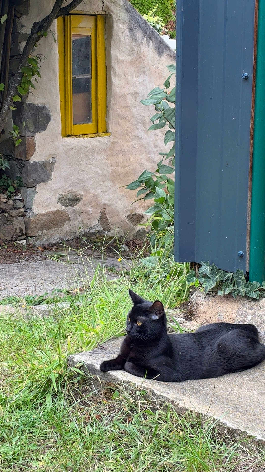 Yoa participe au concours pour gagner de l'argent avec cette photo : black_cat, cat, animal, grass, plants, concrete, stone_wall, yellow_window, outdoor, nature, resting, alert, feline, wild_grass, ivy, rustic, building, greenery, daylight, quiet