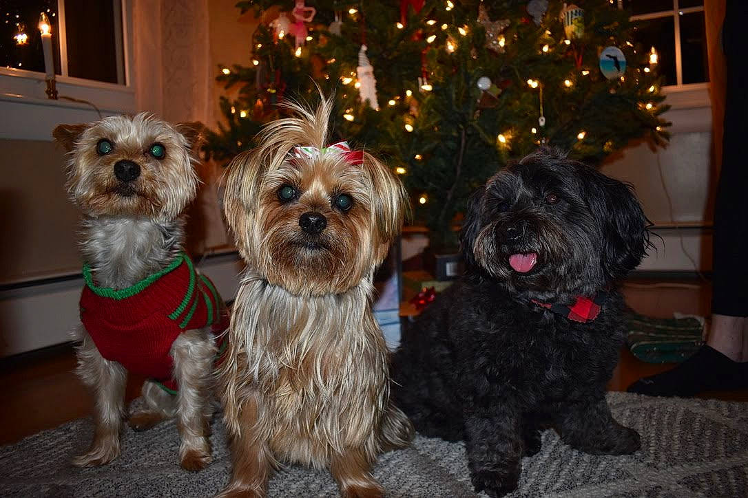 Roxanne is registered to the contest to win money with this photo: affenpinscher, bolonka, cairn_terrier, canidae, carnivore, chinese_imperial_dog, cockapoo, companion_dog, dog, dog_breed, glen_of_imaal_terrier, maltepoo, mammal, morkie, schnoodle, shih_tzu, snout, terrier, vertebrate, yorkshire_terrier