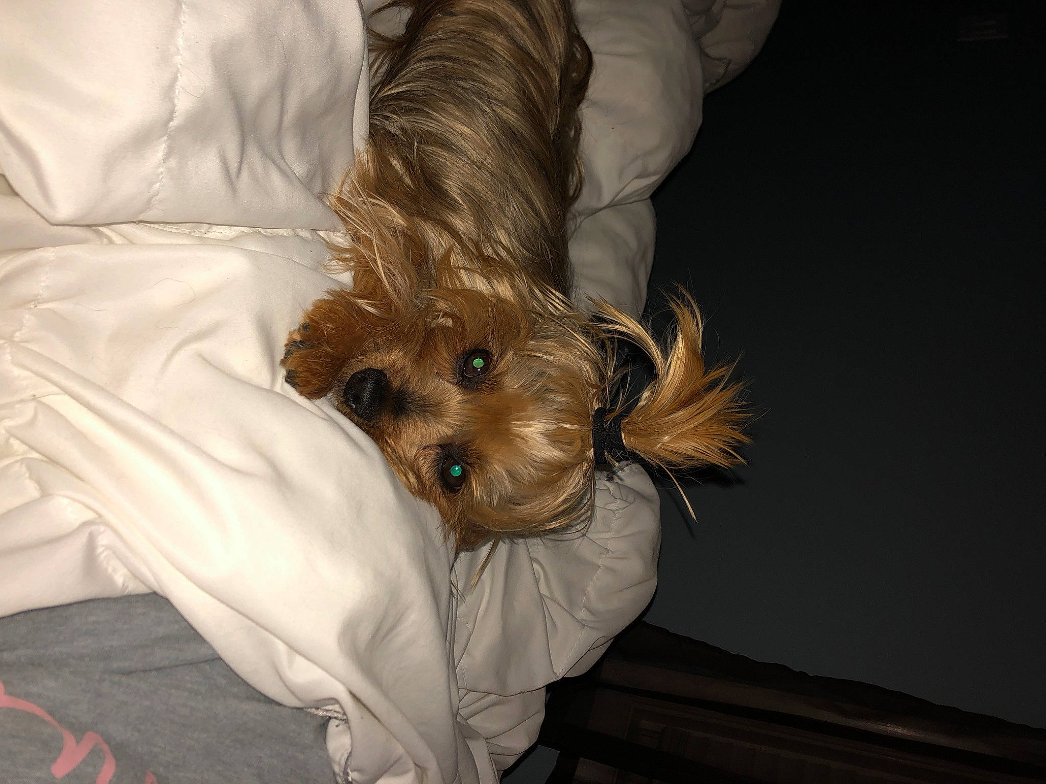 Roxanne is registered to the contest to win money with this photo: australian_terrier, cairn_terrier, canidae, carnivore, companion_dog, dog, dog_breed, maltepoo, mammal, morkie, norfolk_terrier, puppy, rare_breed_dog, schnoodle, small_terrier, sporting_group, sporting_lucas_terrier, terrier, toy_dog, yorkshire_terrier