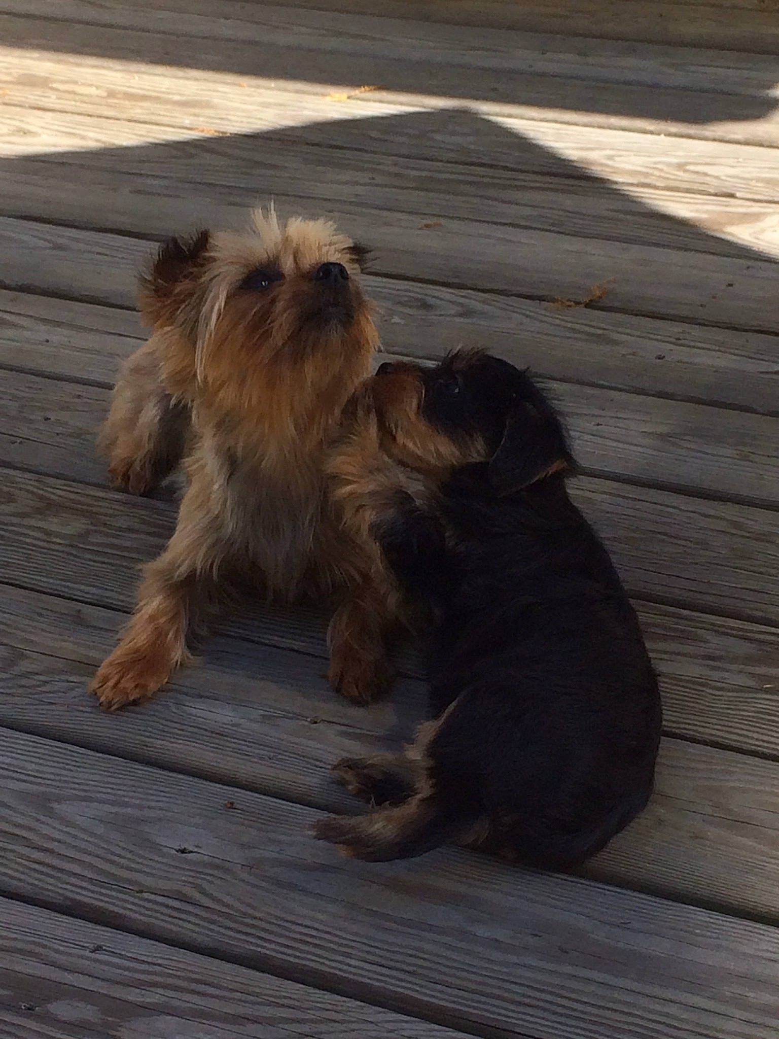 Roxanne joined the competition — help win amazing prizes! australian_silky_terrier, australian_terrier, canidae, carnivore, companion_dog, dog, dog_breed, glen_of_imaal_terrier, griffon_bruxellois, mammal, morkie, norfolk_terrier, norwich_terrier, puppy, small_terrier, snout, sporting_group, terrier, toy_dog, yorkshire_terrier