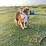 Winston is registered to the contest to win money with this photo: dog, grass, outdoor, sunlight, field, ears, brown, white, fur, animal, nature, pet, canine, standing, daylight, green, collar, tag, blurred_background, rural