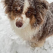 Winston joined the competition — help win amazing prizes! dog, snow, outdoor, winter, fur, brown, white, animal, pet, cute, fluffy, cold, nature, canine, portrait, closeup, face, eyes, nose, playful