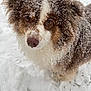 dog, snow, outdoor, winter, fur, brown, white, animal, pet, cute, fluffy, cold, nature, canine, portrait, closeup, face, eyes, nose, playful