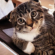 Nikko joined the competition — help win amazing prizes! cat, kitten, tabby, close_up, whiskers, white_paw, paw, wide_eyes, folded_ears, fur, portrait, pet, indoor, chair, mesh, resting, curious, cute, wood_floor, cozy