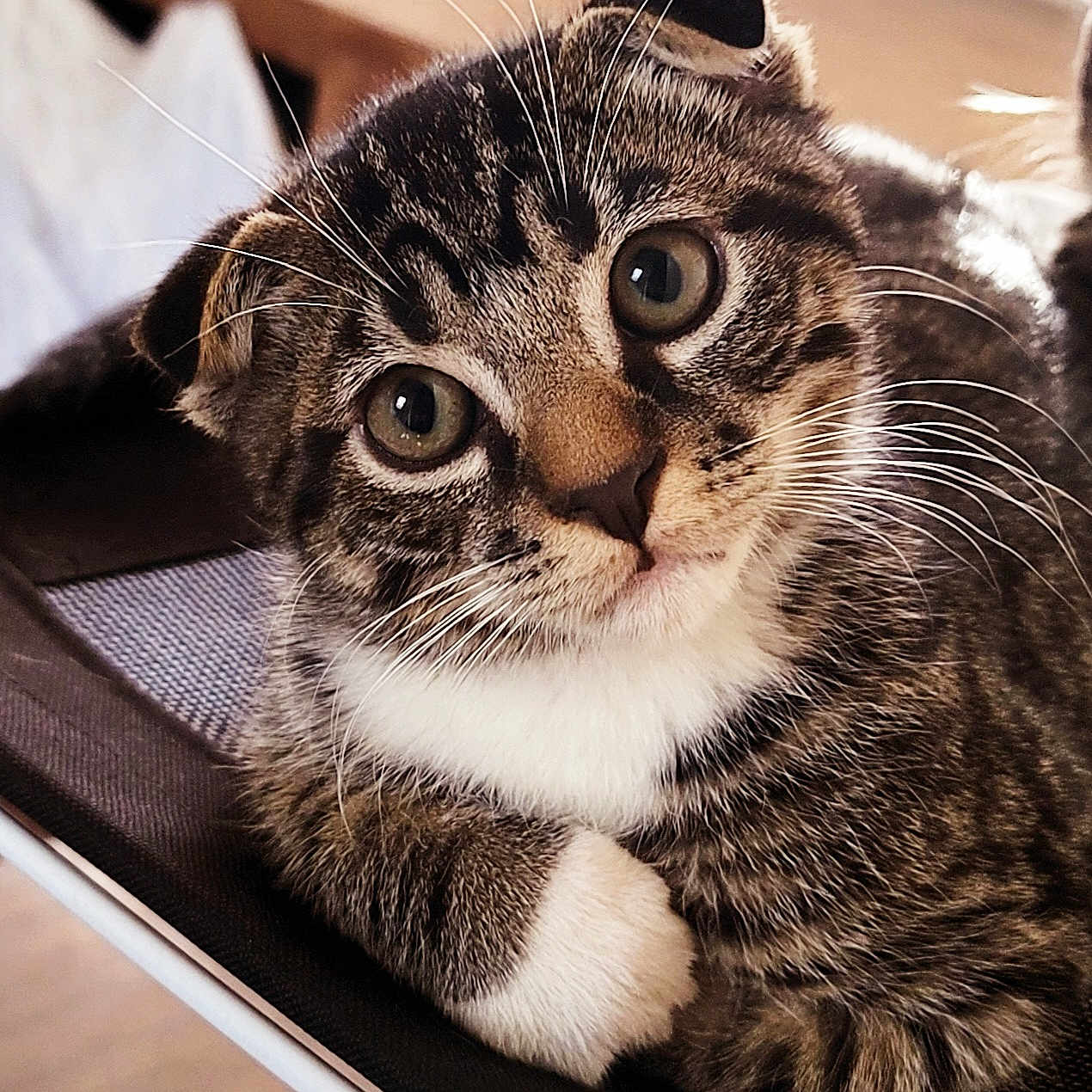 Nikko joined the competition — help win amazing prizes! cat, chair, close_up, cozy, curious, cute, folded_ears, fur, indoor, kitten, mesh, paw, pet, portrait, resting, tabby, whiskers, white_paw, wide_eyes, wood_floor