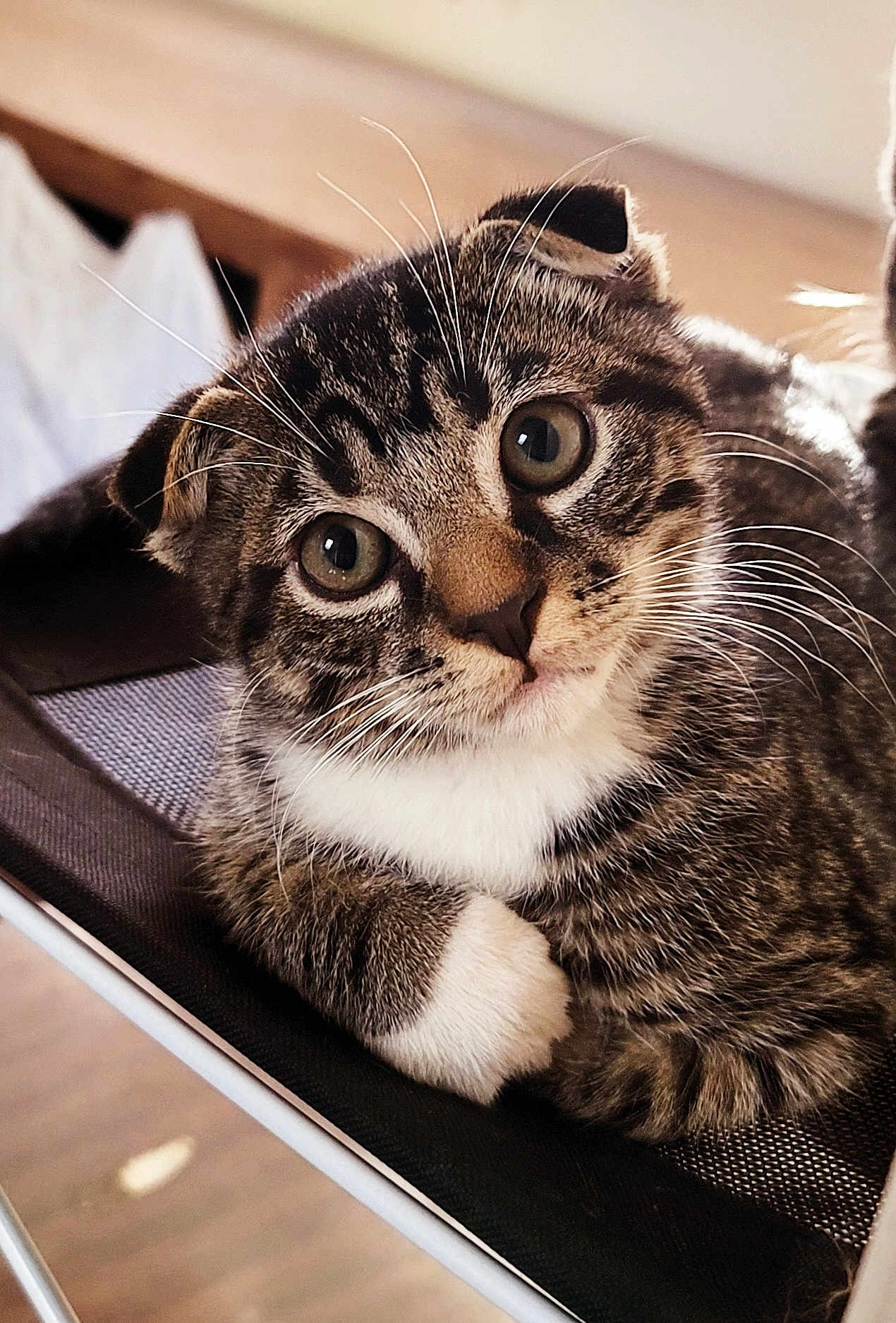 Nikko joined the competition — help win amazing prizes! cat, kitten, tabby, close_up, whiskers, white_paw, paw, wide_eyes, folded_ears, fur, portrait, pet, indoor, chair, mesh, resting, curious, cute, wood_floor, cozy
