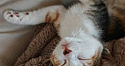 Buffy a rejoint le concours — aidez-le/la à gagner de superbes lots ! cat, sleeping, paw, fur, blanket, cozy, relaxed, whiskers, pet, animal, cute, feline, indoor, resting, soft, calm, closeup, comfort, tabby, nap