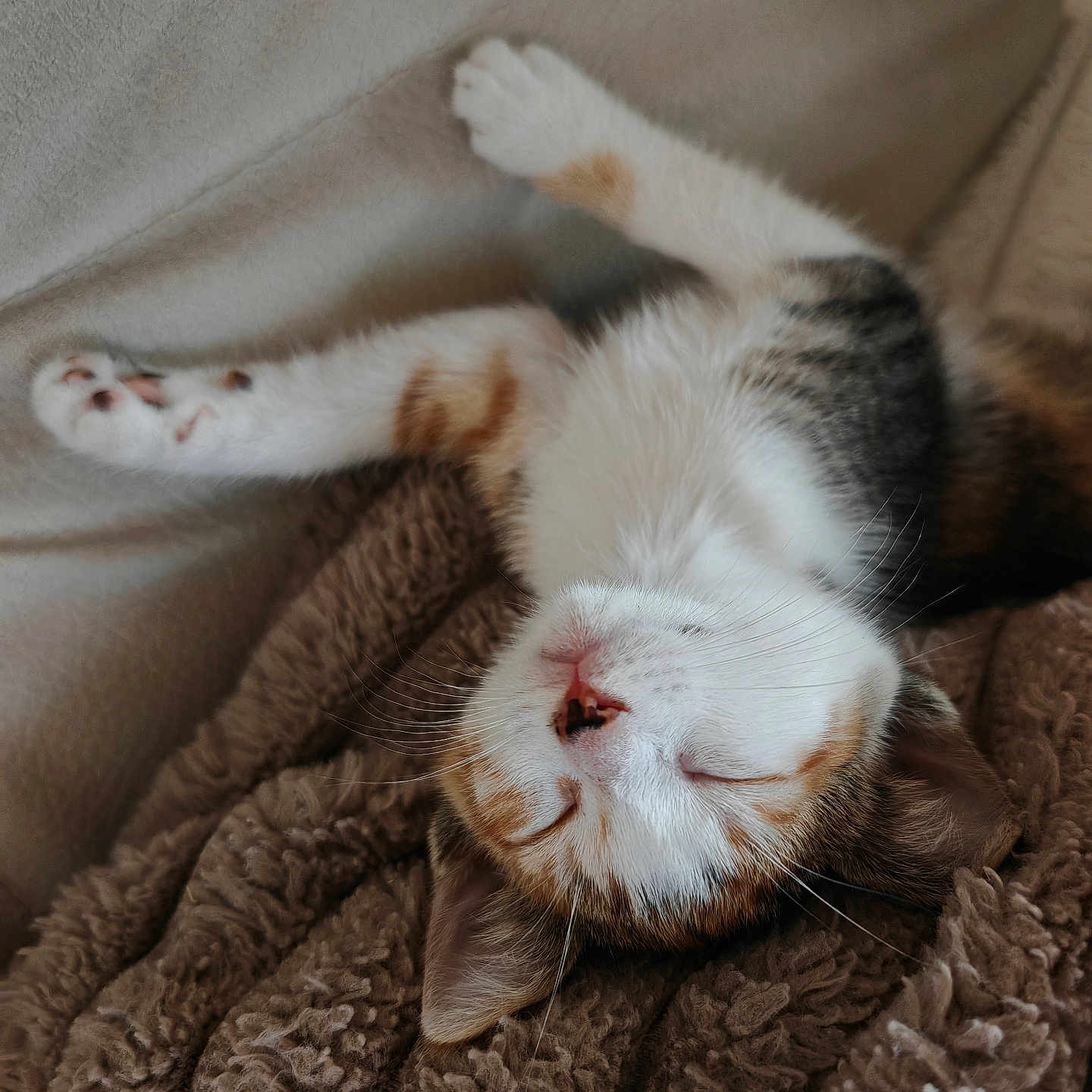 Buffy a rejoint le concours — aidez-le/la à gagner de superbes lots ! cat, sleeping, paw, fur, blanket, cozy, relaxed, whiskers, pet, animal, cute, feline, indoor, resting, soft, calm, closeup, comfort, tabby, nap