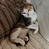 Buffy participe au concours pour gagner de l'argent avec cette photo : calico_cat, kitten, cat, pet, feline, resting, sleepy, cozy, blanket, couch, furniture, paw, fur, whiskers, indoor, close_up, relaxed, cute, animal, mammal