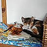 cat, kitten, sleeping, calico, plush_toy, folded_clothes, wooden_shelf, woven_basket, indoor, resting, cute, pet, fur, cozy, nap, soft_light, quiet, peaceful, home, still_life