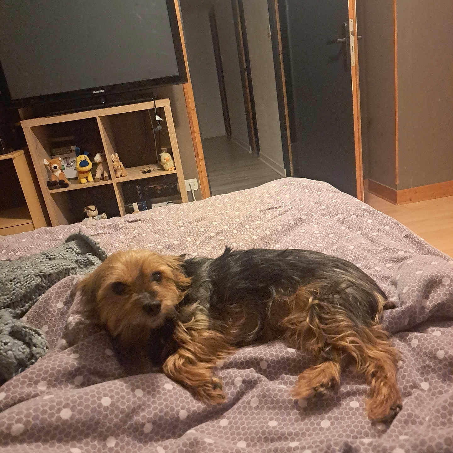 Jaina a rejoint le concours — aidez-le/la à gagner de superbes lots ! animal, bed, bedroom, canine, computerhardware, couch, dog, electronics, entertainmentcenter, furniture, hardware, indoors, interiordesign, monitor, pet, puppy, room, screen, toy, tv