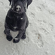 Bolo a rejoint le concours — aidez-le/la à gagner de superbes lots ! adorable, animal, black_dog, canine, cold, cute, dog, fur, looking_up, nature, outdoor, paw_prints, pet, playful, puppy, sitting, snow, snowflakes, winter, young_dog