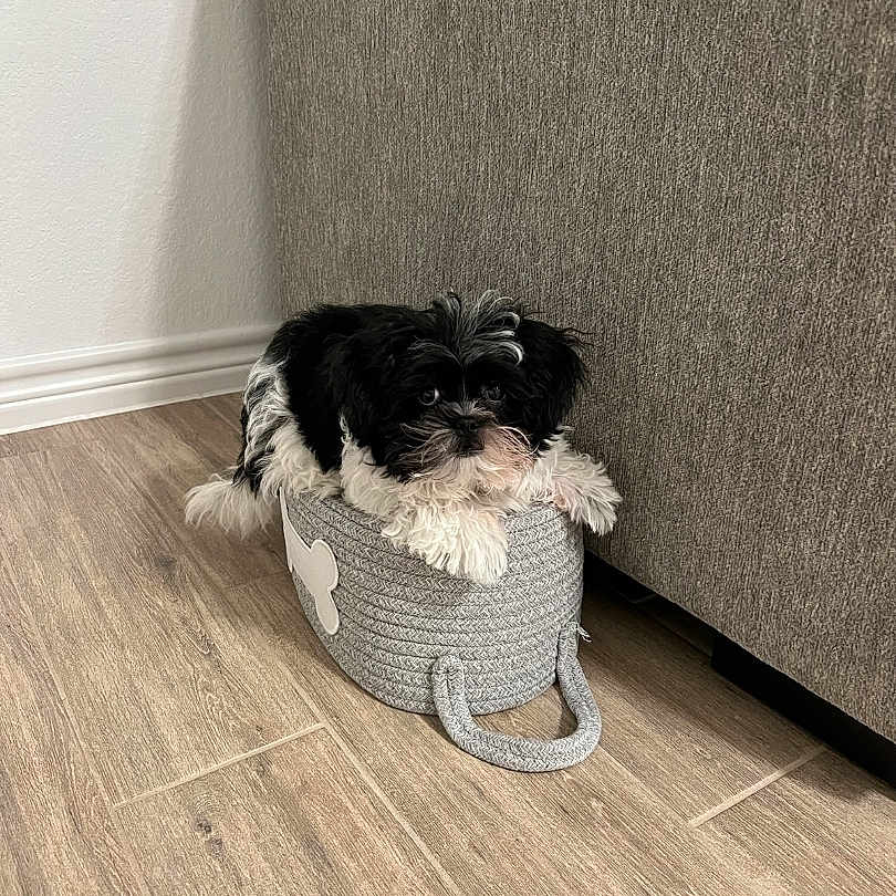 Sparky is registered to the contest to win money with this photo: dog, black_and_white, small_dog, basket, floor, wooden_floor, couch, gray_couch, indoor, pet, cute, fur, animal, looking_up, texture, home, corner, white_wall, domestic, resting