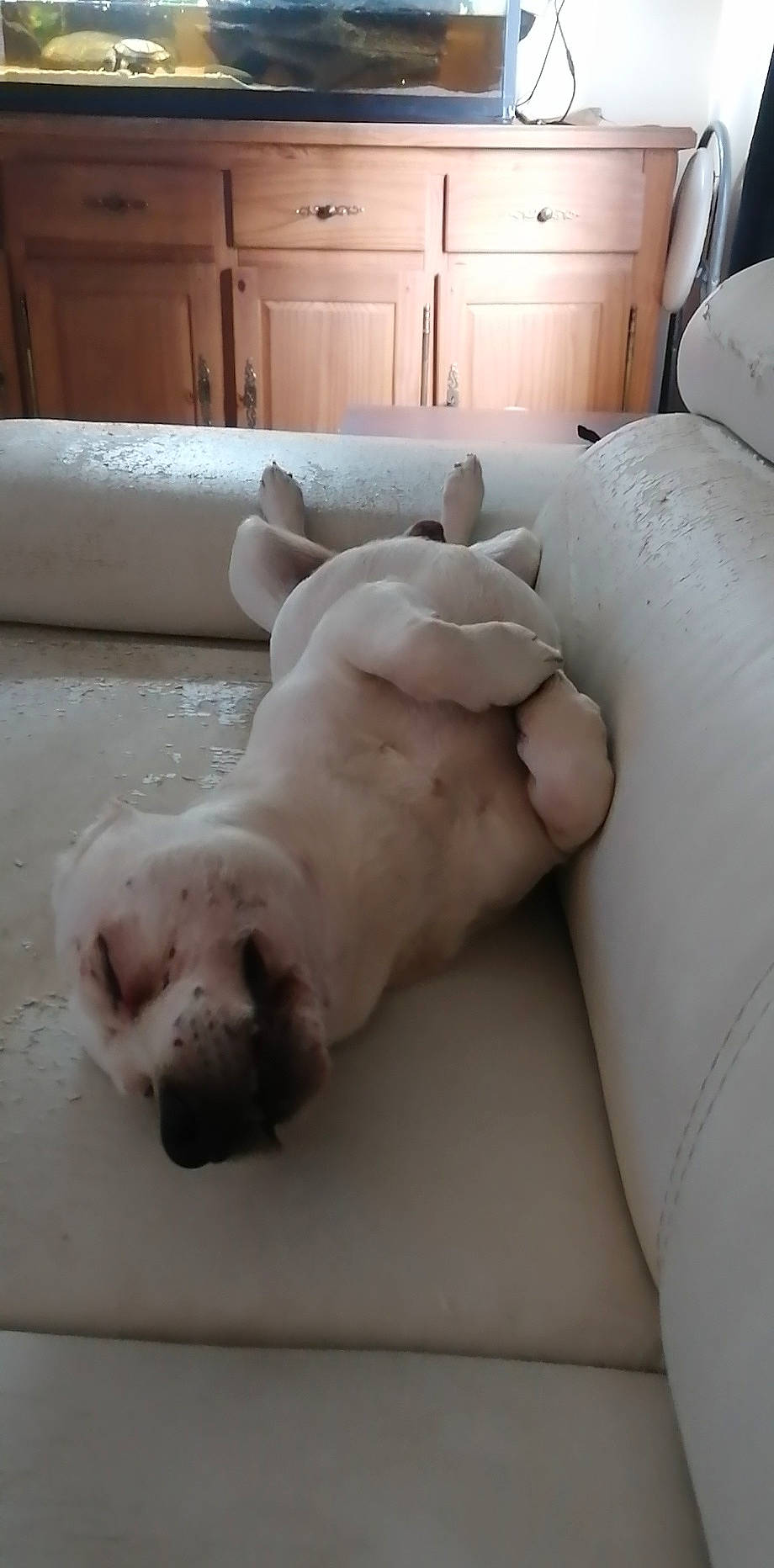 Flocon a rejoint le concours — aidez-le/la à gagner de superbes lots ! cabinetry, canidae, carnivore, comfort, companion_dog, dog, dog_breed, drawer, fawn, felidae, flooring, foot, linens, paw, small_to_medium_sized_cats, sporting_group, tail, whiskers, wood, working_animal