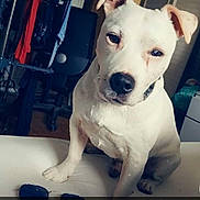 Flocon a rejoint le concours — aidez-le/la à gagner de superbes lots ! canidae, carnivore, collar, companion_dog, dog, dog_breed, dog_collar, dogo_argentino, fawn, giant_dog_breed, guard_dog, logo, metal, non_sporting_group, pet_supply, photo_caption, snout, sporting_group, whiskers, working_animal