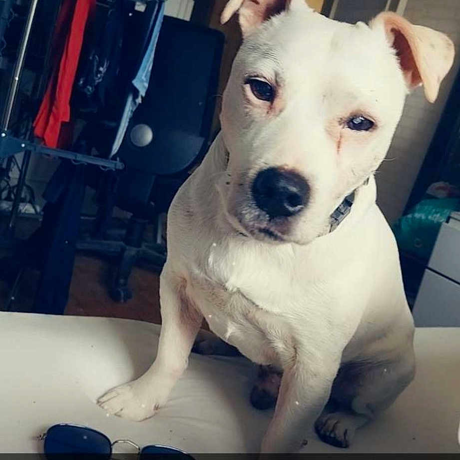 Flocon a rejoint le concours — aidez-le/la à gagner de superbes lots ! canidae, carnivore, collar, companion_dog, dog, dog_breed, dog_collar, dogo_argentino, fawn, giant_dog_breed, guard_dog, logo, metal, non_sporting_group, pet_supply, photo_caption, snout, sporting_group, whiskers, working_animal