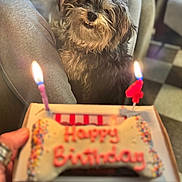Bella is registered to the contest to win money with this photo: dog, birthday_cake, bone_shaped_cake, candles, celebration, indoor, scruffy_dog, pet, happy, table, hand, box, sprinkles, number_candle, furniture, carpet, person, legs, pants, ring