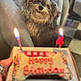dog, birthday_cake, bone_shaped_cake, candles, celebration, indoor, scruffy_dog, pet, happy, table, hand, box, sprinkles, number_candle, furniture, carpet, person, legs, pants, ring
