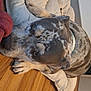 dog, pet_bed, indoor, wooden_floor, resting, brown, spotted_coat, collar, relaxed, canine, floor, furniture, animal, domestic_animal, comfort, laying_down, paw, head, closeup, house