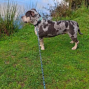 Kraken a rejoint le concours — aidez-le/la à gagner de superbes lots ! dog, leash, grass, water, outdoor, nature, animal, pet, canine, collar, greenery, reflection, pond, side_view, standing, quiet, daytime, muzzle, ears, spotted