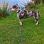 dog, leash, grass, water, outdoor, nature, animal, pet, canine, collar, greenery, reflection, pond, side_view, standing, quiet, daytime, muzzle, ears, spotted