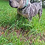 dog, animal, outdoor, grass, greenery, nature, pet, canine, collar, alert, side_view, tree, meadow, fur_pattern, muzzle, ears, tail, ground, daylight, park