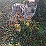 dog, outdoor, tree, ivy, grass, sunlight, leaf_litter, nature, pet, canine, alert, standing, daylight, speckled_coat, collar, greenery, ground_cover, animal, park, plant