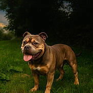 Ninho a rejoint le concours — aidez-le/la à gagner de superbes lots ! dog, canine, pet, animal, grass, outdoor, nature, happy, tongue_out, brown_coat, muscular, standing, forest_background, daylight, ears_up, four_legs, mammal, friendly, alert, companion