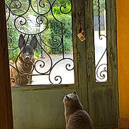 Isie participe au concours pour gagner de l'argent avec cette photo : cat, dog, door, ironwork, indoor, outdoor, pet, animal, curious, watching, floor, tile, green, yellow, nature, garden, fence, keychain, quiet, home