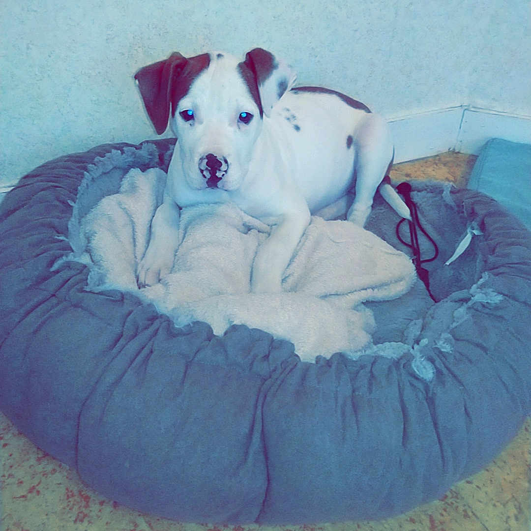 Snow a rejoint le concours — aidez-le/la à gagner de superbes lots ! american_staffordshire_terrier, canidae, carnivore, companion_dog, dog, dog_breed, dogo_argentino, jack_russell_terrier, non_sporting_group, puppy, terrier