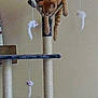 Oby participe au concours pour gagner de l'argent avec cette photo : fauna, organism, product, tail