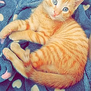 Oby a rejoint le concours — aidez-le/la à gagner de superbes lots ! carnivoran, cat, cat_like_mammal, domestic_short_haired_cat, european_shorthair, fur, kitten, mammal, small_to_medium_sized_cats, tabby_cat, vertebrate, whiskers