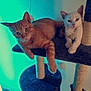 Oby participe au concours pour gagner de l'argent avec cette photo : blue, carnivoran, cat, cat_like_mammal, kitten, mammal, small_to_medium_sized_cats, tail, vertebrate, whiskers