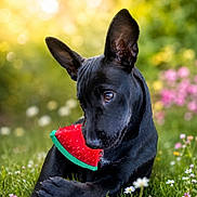 Oslo a rejoint le concours — aidez-le/la à gagner de superbes lots ! dog, black_dog, watermelon_toy, grass, flowers, outdoor, sunlight, meadow, pet, animal, playful, nature, greenery, cute, canine, summer, toy, relaxed, ears_up, close_up