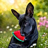 dog, black_dog, watermelon_toy, grass, flowers, outdoor, sunlight, meadow, pet, animal, playful, nature, greenery, cute, canine, summer, toy, relaxed, ears_up, close_up
