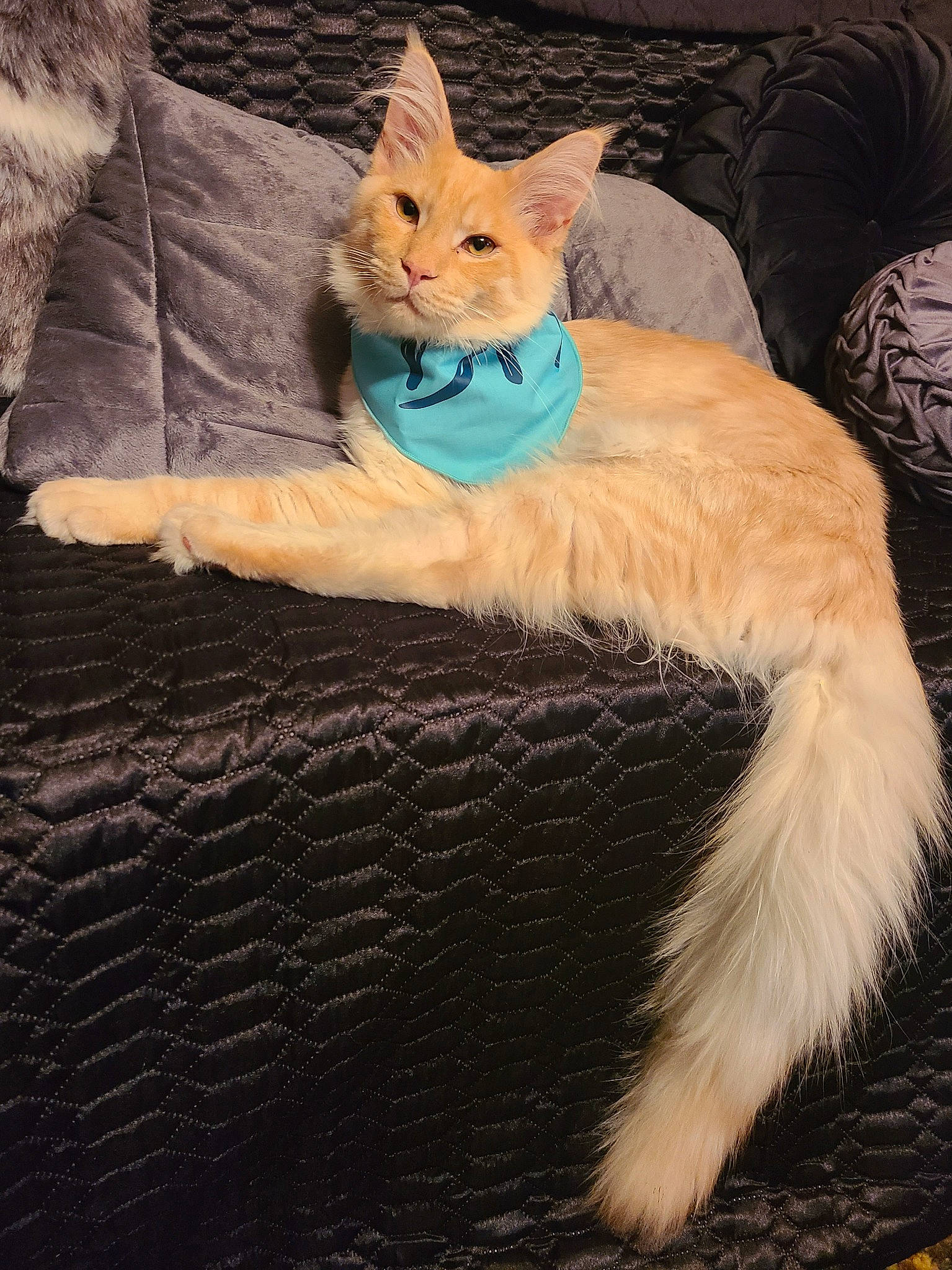 Fuzzy joined the competition — help win amazing prizes! canidae, carnivore, cat, cat_supply, claw, comfort, companion_dog, couch, dog_breed, domestic_short_haired_cat, fawn, felidae, fur, paw, small_to_medium_sized_cats, snout, tail, terrestrial_animal, whiskers, wood