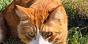 Neo joined the competition — help win amazing prizes! ginger_cat, cat, feline, pet, outdoor, grass, whiskers, close_up, portrait, green_eyes, fur, ears, front_paw, nature, sunlight, tabby, stalking, meadow, domestic_cat, animal