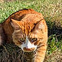 ginger_cat, cat, feline, pet, outdoor, grass, whiskers, close_up, portrait, green_eyes, fur, ears, front_paw, nature, sunlight, tabby, stalking, meadow, domestic_cat, animal