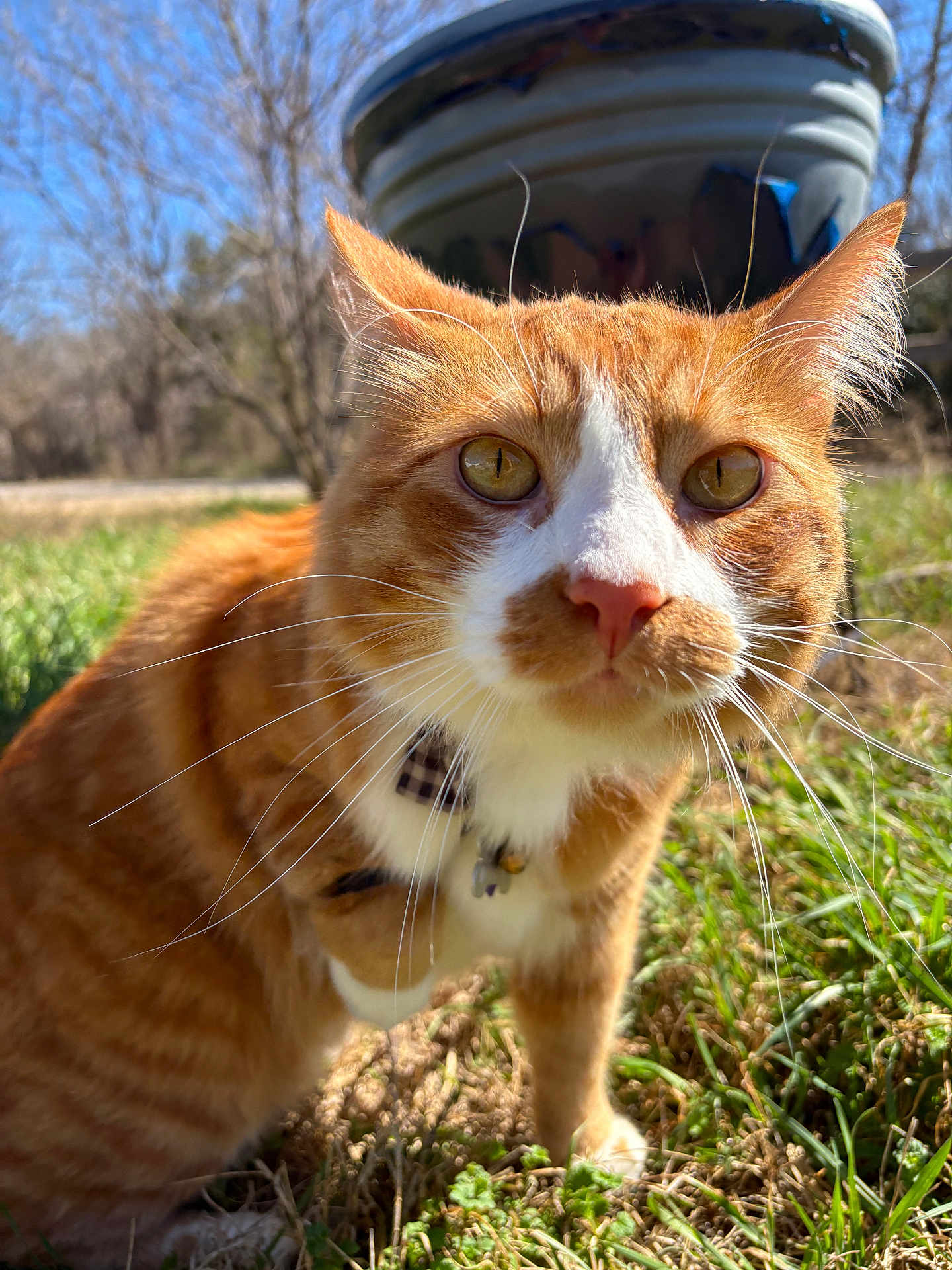 Neo joined the competition — help win amazing prizes! cat, ginger_cat, orange_tabby, close_up, whiskers, collar, bell, outdoor, grass, sunlight, portrait, feline, eyes, ears, nose, curious, shallow_depth_of_field, pet, domestic_animal, planter