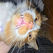 Neo joined the competition — help win amazing prizes! cat, orange_cat, white_fur, close_up, whiskers, teeth, tongue, collar, flash_glare, golden_eyes, open_mouth, feline, portrait, indoor, wooden_floor, pet, hand_holding, playful, sleepy, nose