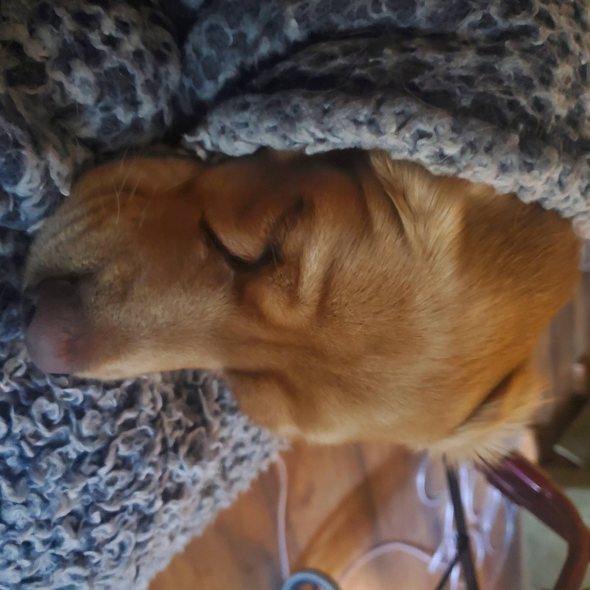 Jake joined the competition — help win amazing prizes! canidae, carnivore, collar, comfort, companion_dog, dog, dog_breed, dog_collar, ear, fawn, fur, liver, mammal, paw, sighthound, snout, tail, vertebrate, whiskers, working_animal